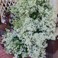 Клематис жгучий мелкоцветковый белый "МЕДОВОЕ ОБЛАКО" Клематис жгучий мелкоцветковый белый "МЕДОВОЕ ОБЛАКО"